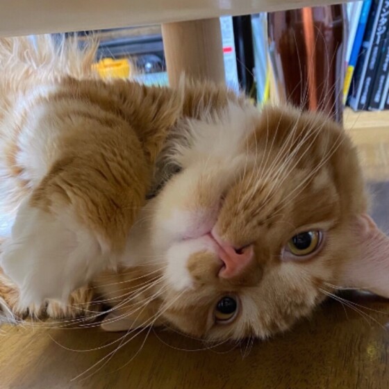 メインクーン てん ねこ のきもち 投稿 写真 ギャラリー 猫 画像 4814